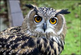 wiseoldowl1